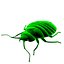 Bedbug