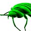 Bedbug
