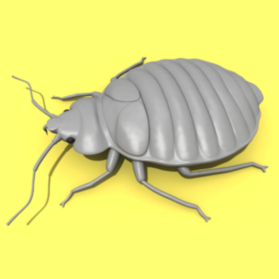 bedbug insect max https://p.turbosquid.com/ts-thumb/qn/lVBqbB/QT9v0fei/bedbug.6/png/1196000535/1920x1080/fit_q87/b4edddd24a7a7c2711da5e4d25c3c68541828656/bedbug.6.jpg