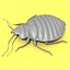 Bedbug