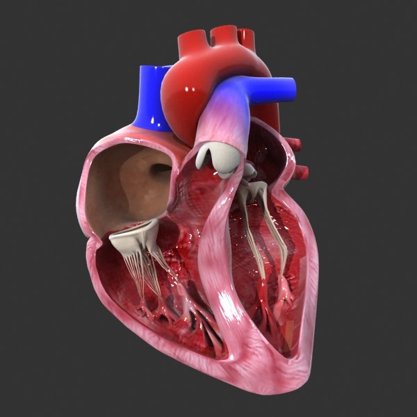 Human heart medical animation model - TurboSquid 1227482