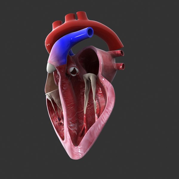 Human heart medical animation model - TurboSquid 1227482