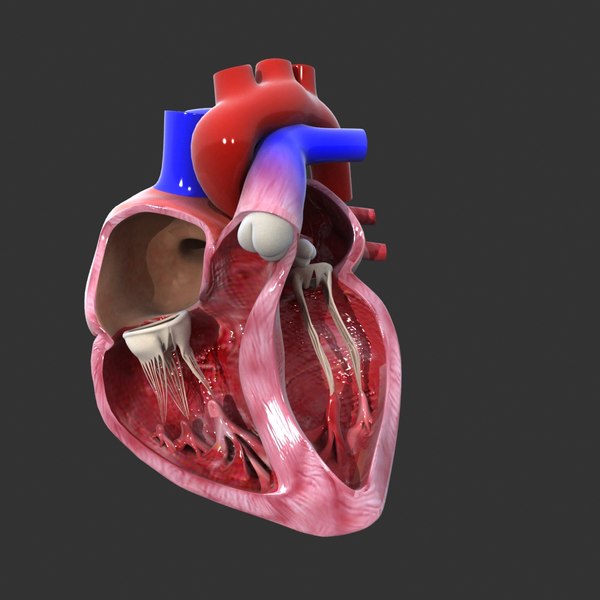 Human heart medical animation model - TurboSquid 1227482