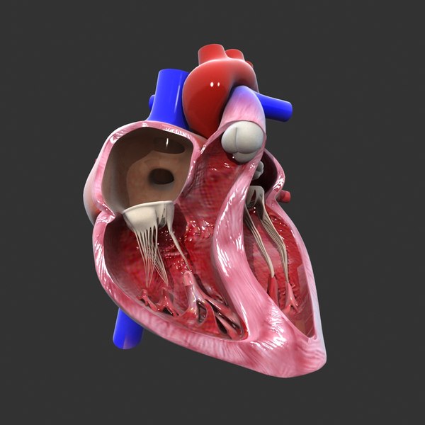 Human heart medical animation model - TurboSquid 1227482