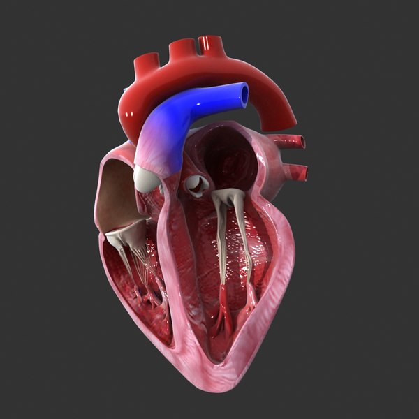 Human heart medical animation model - TurboSquid 1227482