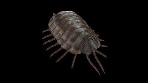 3D Woodlice