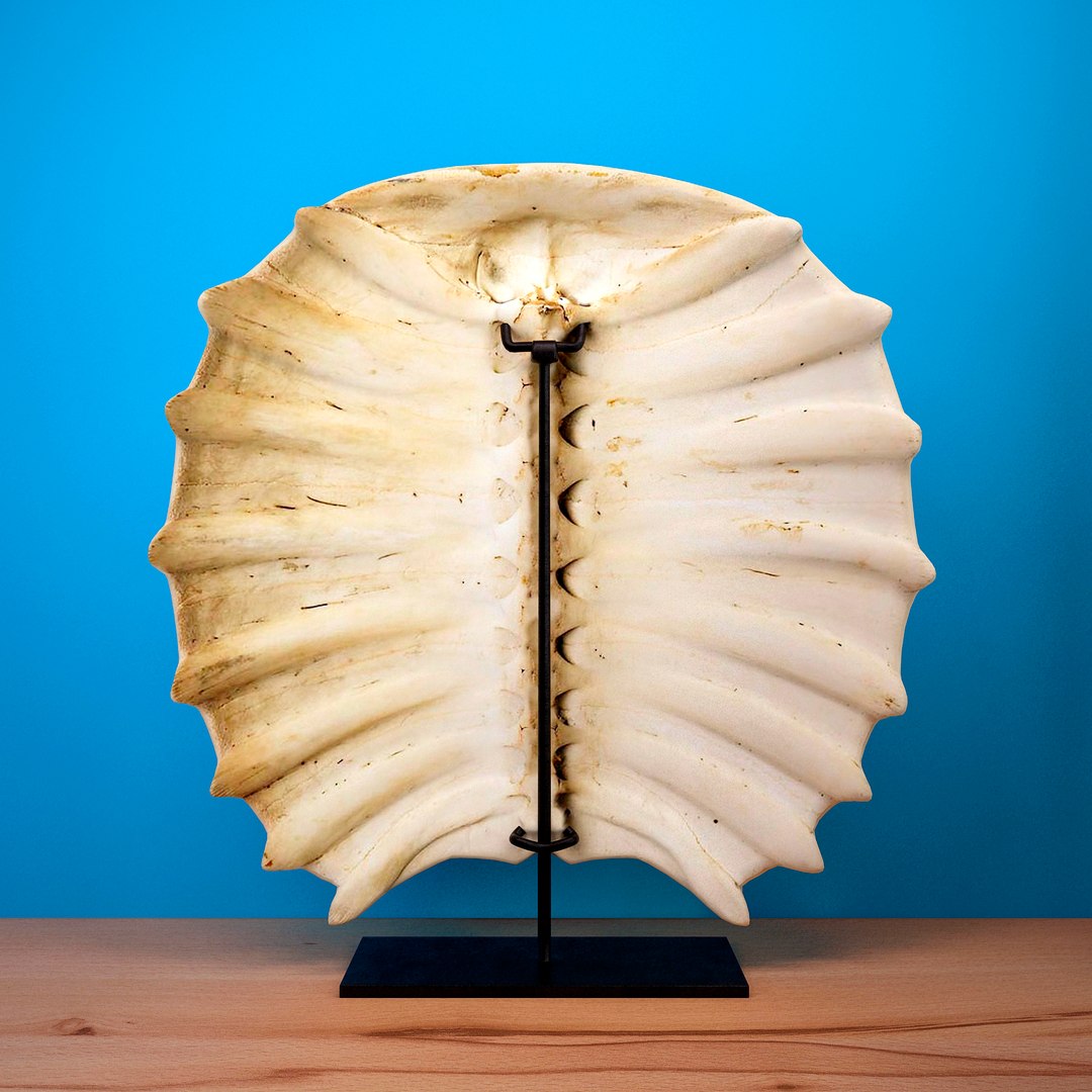 Freshwater turtle shell 3D model - TurboSquid 1379552