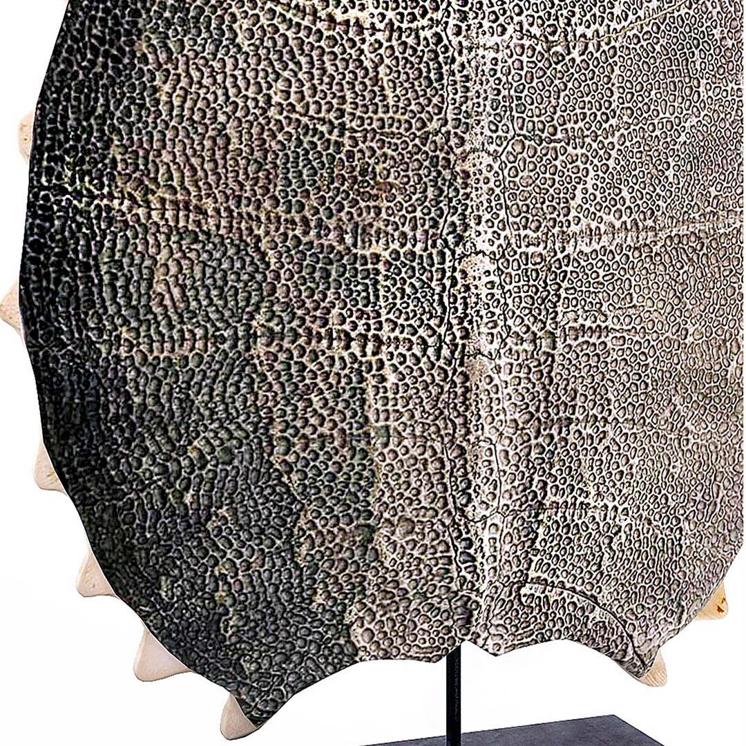 Freshwater turtle shell 3D model - TurboSquid 1379552