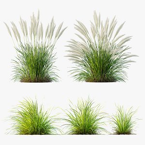 AV Nassella Tenuissima and Carex Elata Aurea Grasses model