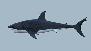 Great White Shark Blender Models for Download | TurboSquid