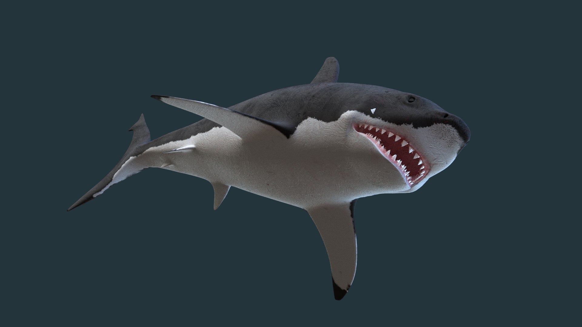 3d great white shark