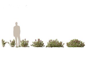 HighPolyLowPoly  Impatiens balsamina - Garden balsam 3D model