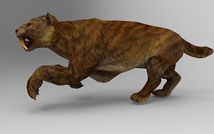 3D Sabre Tooth Tiger 44 Animations model