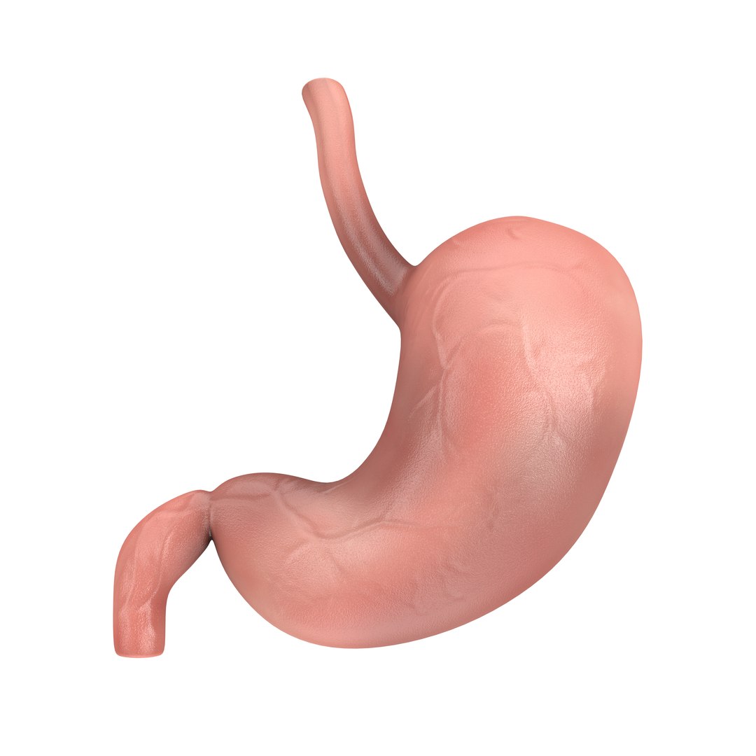 Human Stomach Anatomy Internal Organ 3D Model TurboSquid 1920736