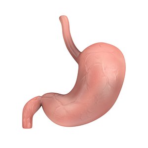 Human Stomach Anatomy Internal Organ
