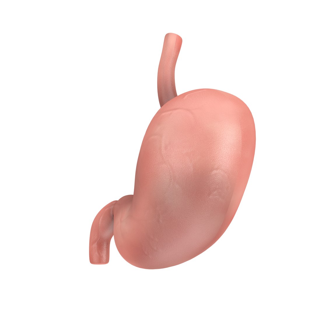 Human Stomach Anatomy Internal Organ 3D Model - TurboSquid 1920736