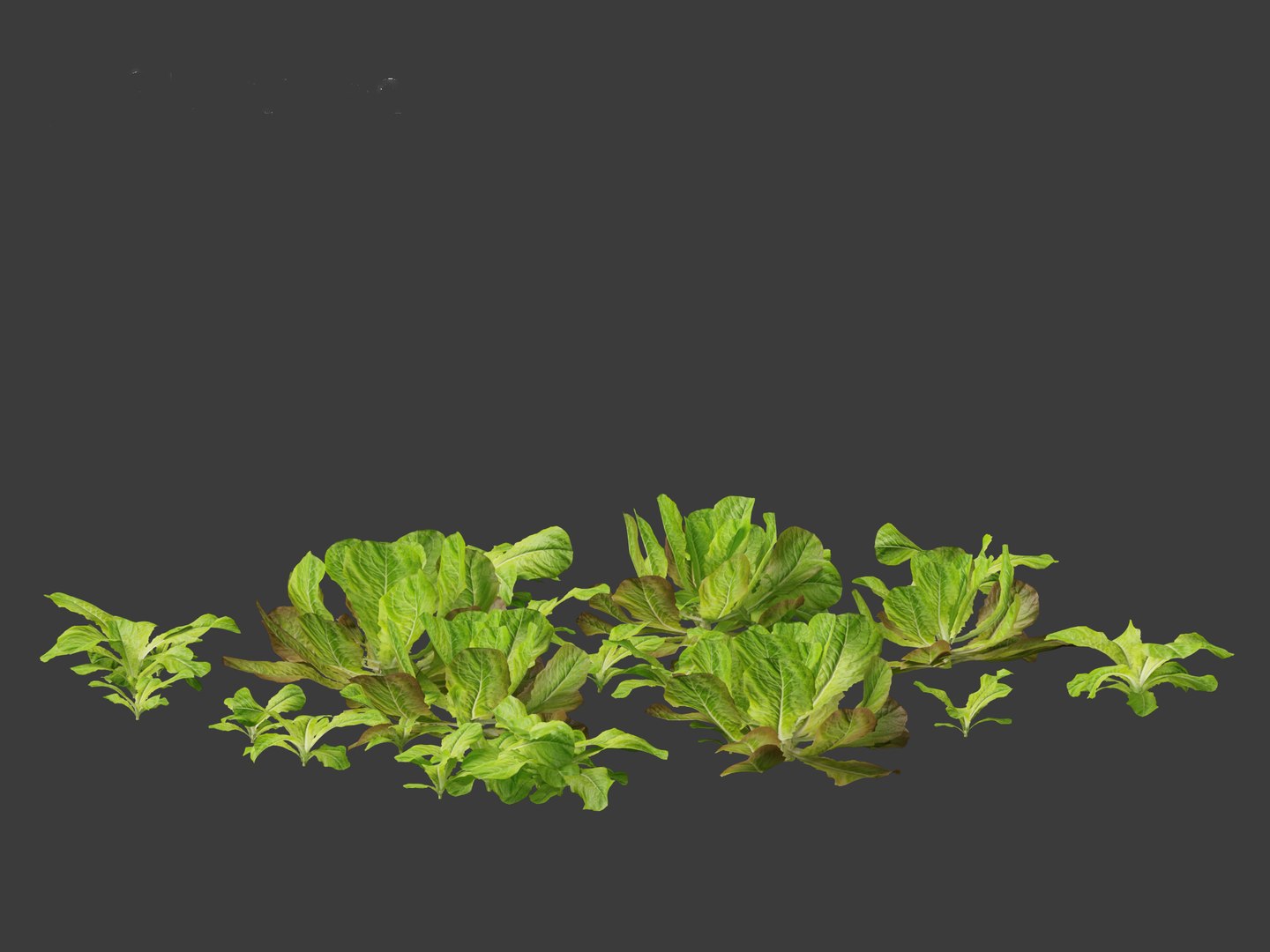 3D Lactuca sativa - Lettuce https://p.turbosquid.com/ts-thumb/qo/egSIc9/1Y/lactucasativa0112/jpg/1697722542/1920x1080/fit_q87/13a12e90322605f05ca3aba3b12907ae026ff667/lactucasativa0112.jpg