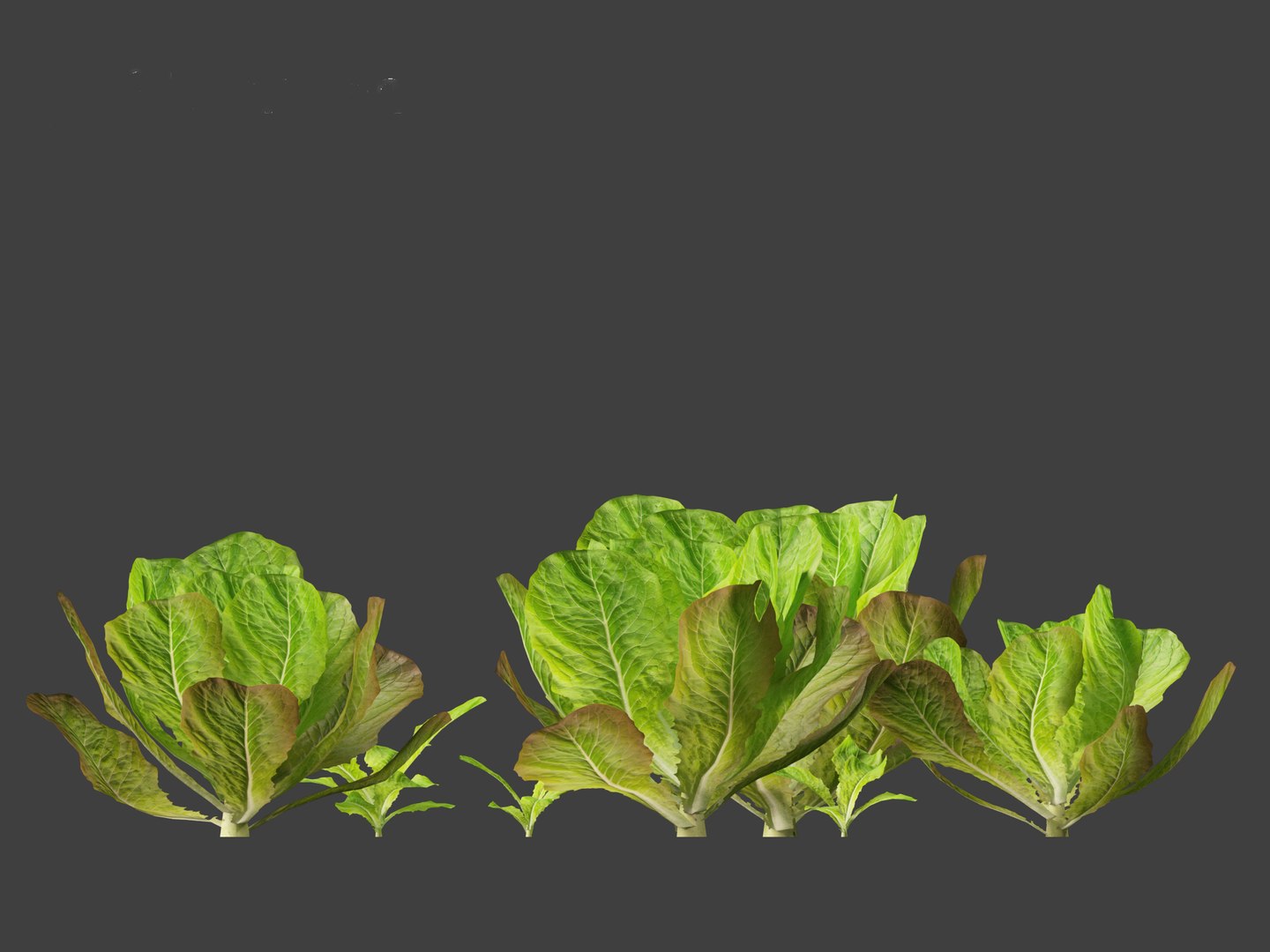 3D Lactuca sativa - Lettuce https://p.turbosquid.com/ts-thumb/qo/egSIc9/70/lactucasativa0114/jpg/1697722544/1920x1080/fit_q87/e3899f190ec4994beb8b0aed265ae4d5a4cf4d7a/lactucasativa0114.jpg