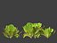 Lactuca sativa - Lettuce