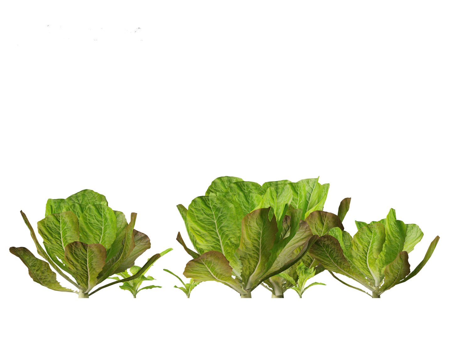 3D Lactuca sativa - Lettuce https://p.turbosquid.com/ts-thumb/qo/egSIc9/8S/lactucasativa0113/jpg/1697722543/1920x1080/fit_q87/edc400cd8408a49a5e72921916cb87b2a0bbfe82/lactucasativa0113.jpg