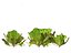Lactuca sativa - Lettuce