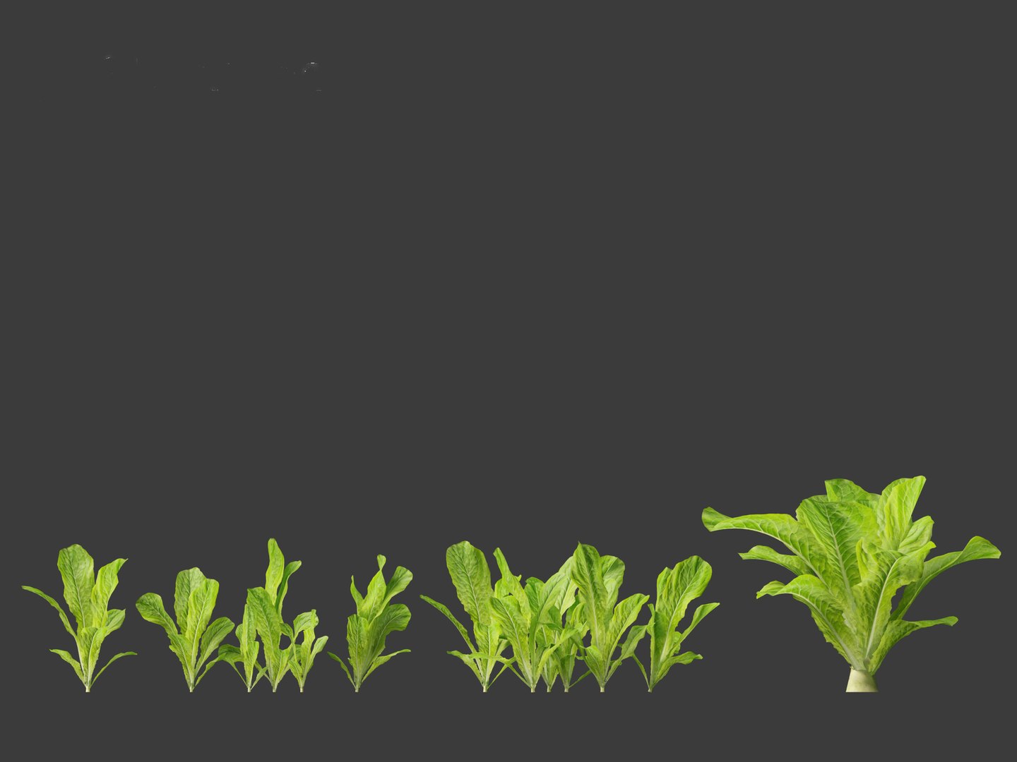 3D Lactuca sativa - Lettuce https://p.turbosquid.com/ts-thumb/qo/egSIc9/Bm/lactucasativa014/jpg/1697722536/1920x1080/fit_q87/21a8f9299e935cc3707e9f8d64d1bd792a0e858e/lactucasativa014.jpg