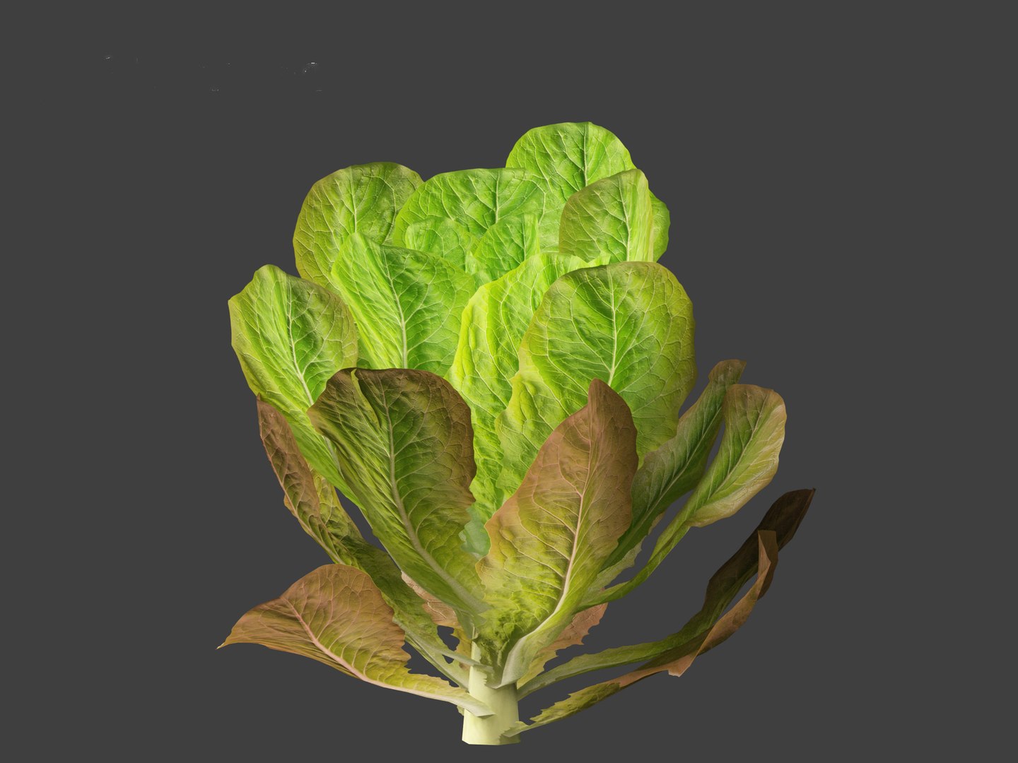 3D Lactuca sativa - Lettuce https://p.turbosquid.com/ts-thumb/qo/egSIc9/Hb/lactucasativa0115/jpg/1697722545/1920x1080/fit_q87/661a18b540e0dc7868ec17cf00d1bc9108da2177/lactucasativa0115.jpg