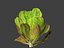 Lactuca sativa - Lettuce