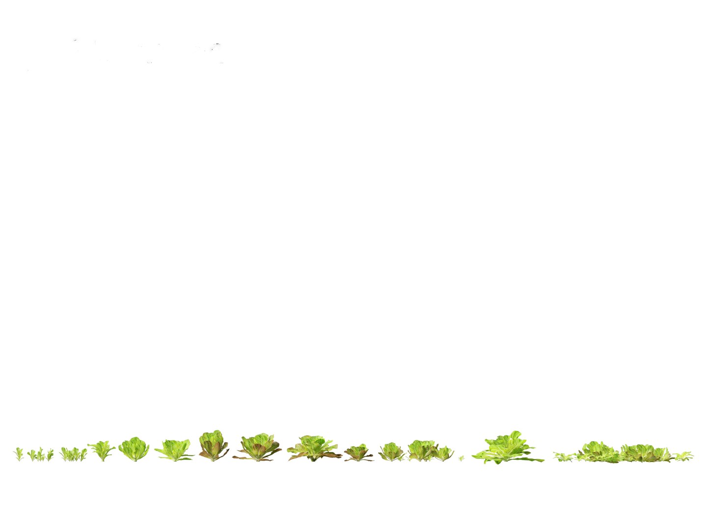 3D Lactuca sativa - Lettuce https://p.turbosquid.com/ts-thumb/qo/egSIc9/Hd/lactucasativa011/jpg/1697722547/1920x1080/fit_q87/086712d8e076ff761c32d0a042bed99baeea079e/lactucasativa011.jpg