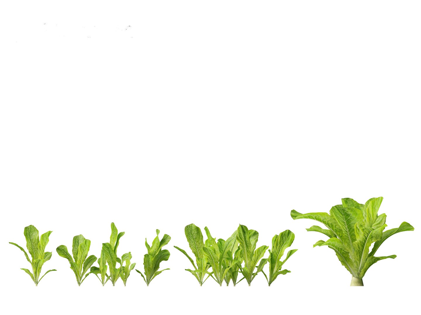 3D Lactuca sativa - Lettuce https://p.turbosquid.com/ts-thumb/qo/egSIc9/Se/lactucasativa015/jpg/1697722536/1920x1080/fit_q87/c01ebde55871da2d7dd460dc02077e11c2b764ed/lactucasativa015.jpg