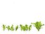 Lactuca sativa - Lettuce