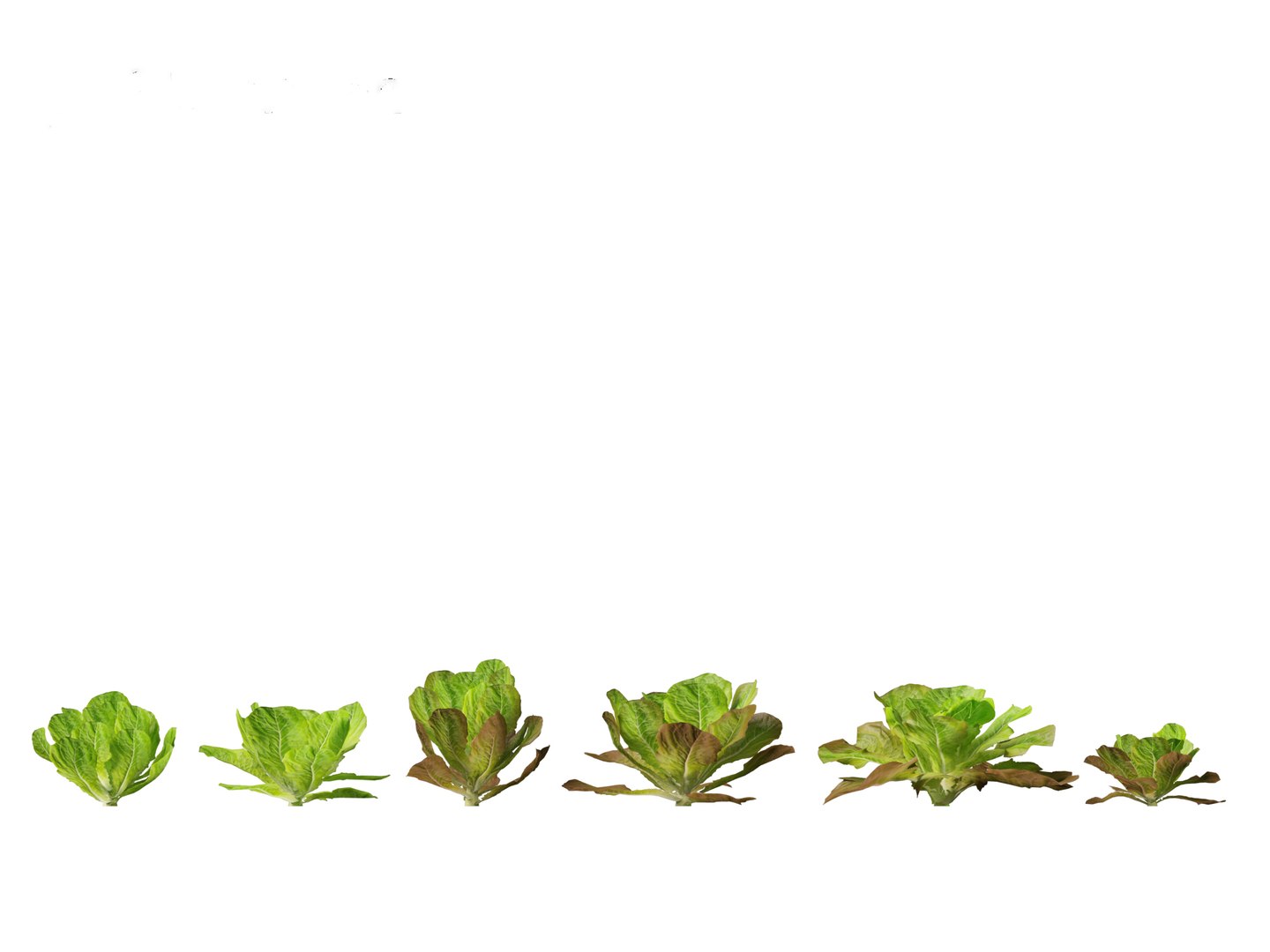 3D Lactuca sativa - Lettuce https://p.turbosquid.com/ts-thumb/qo/egSIc9/WM/lactucasativa016/jpg/1697722537/1920x1080/fit_q87/35bef52d725436572e08f70b7c99a8f3a0a4d8b6/lactucasativa016.jpg
