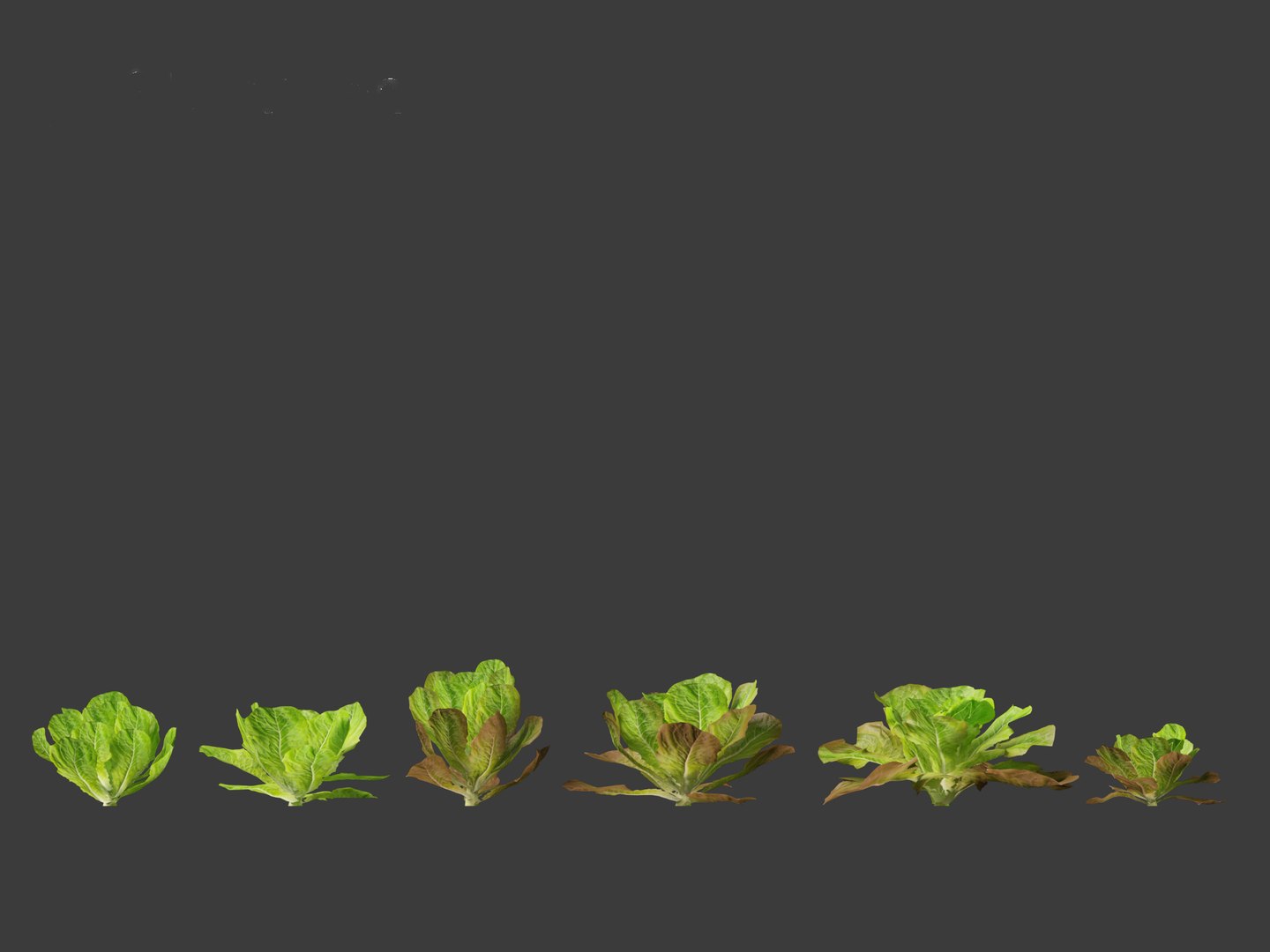 3D Lactuca sativa - Lettuce https://p.turbosquid.com/ts-thumb/qo/egSIc9/Z0/lactucasativa017/jpg/1697722539/1920x1080/fit_q87/fa344d053762efa97737759387d7d61831364899/lactucasativa017.jpg