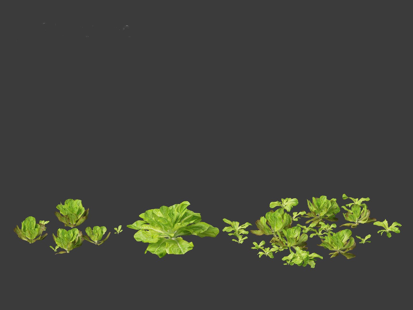 3D Lactuca sativa - Lettuce https://p.turbosquid.com/ts-thumb/qo/egSIc9/af/lactucasativa019/jpg/1697722540/1920x1080/fit_q87/f8d4a49d057e6ea1c626cf1a01c40671b81caeff/lactucasativa019.jpg