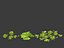 Lactuca sativa - Lettuce