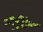 Lactuca sativa - Lettuce