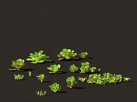 Lactuca sativa - Lettuce
