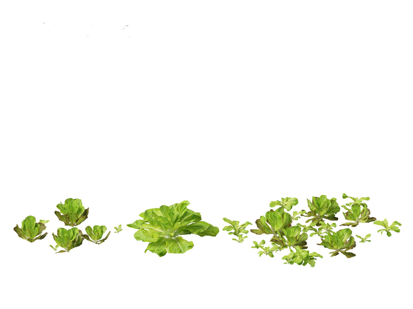 3D Lactuca sativa - Lettuce https://p.turbosquid.com/ts-thumb/qo/egSIc9/pa/lactucasativa0110/jpg/1697722540/1920x1080/fit_q87/28ae84037da96eb1c9f84d1e137faf3f0f977030/lactucasativa0110.jpg