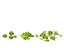 Lactuca sativa - Lettuce