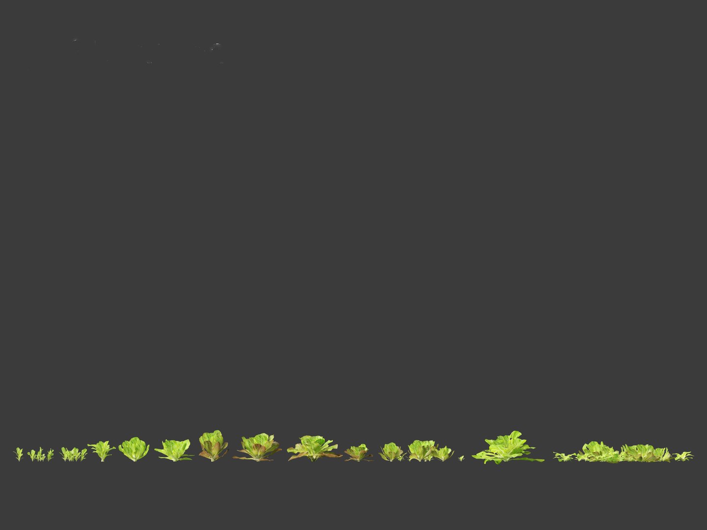 3D Lactuca sativa - Lettuce https://p.turbosquid.com/ts-thumb/qo/egSIc9/t5/lactucasativa012/jpg/1697722535/1920x1080/fit_q87/ff6312302da4e700e04d640d2a437446297457d5/lactucasativa012.jpg