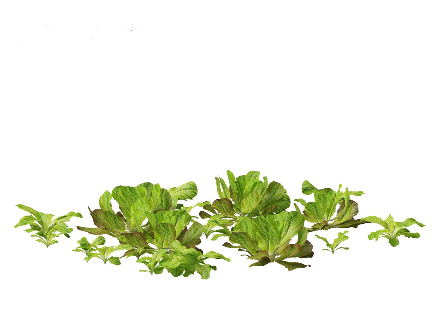 3D Lactuca sativa - Lettuce https://p.turbosquid.com/ts-thumb/qo/egSIc9/tk/lactucasativa0111/jpg/1697722542/1920x1080/fit_q87/72e1d7fd280622591eb81f43f2e3ed159bb58084/lactucasativa0111.jpg