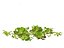 Lactuca sativa - Lettuce