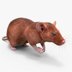 Realistic Lifelike Rodent Rat