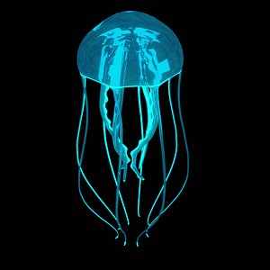 jellyfish glow fish 3D
