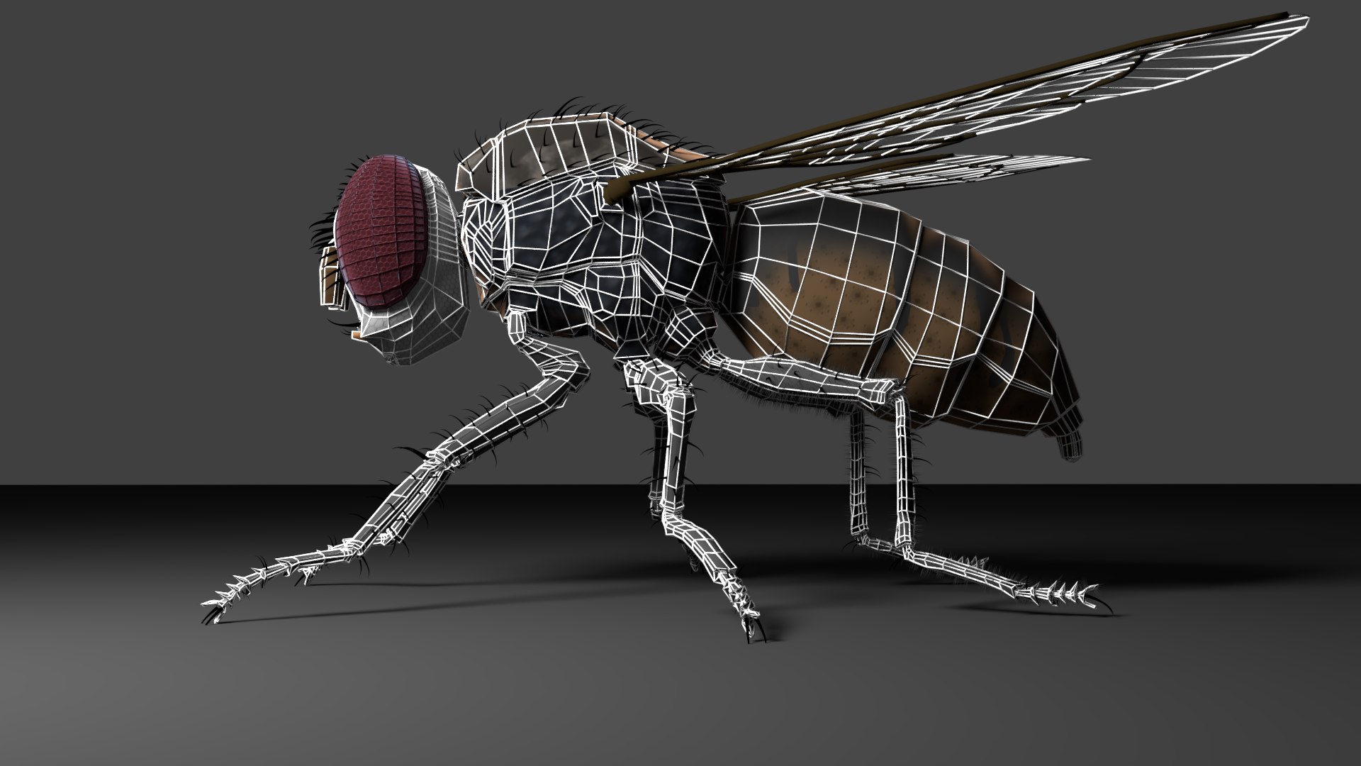 fly 3D model https://p.turbosquid.com/ts-thumb/qo/mwIrDM/PHA1LrVR/render05/png/1537476308/1920x1080/fit_q87/07cd3ffd1bd2953657e1bb488610e2da45412875/render05.jpg