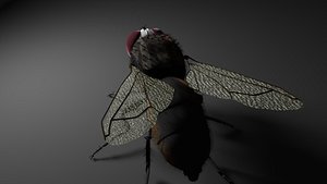 fly 3D model