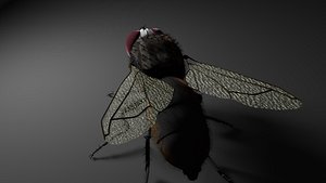 Fly