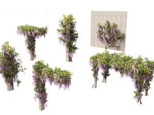 Wisteria sinensis - Chinese wisteria 02 3D