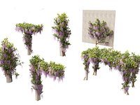 Wisteria sinensis - Chinese wisteria 02