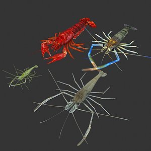 3D model shrimp animal crustacean